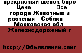 прекрасный щенок биро › Цена ­ 20 000 - Все города Животные и растения » Собаки   . Московская обл.,Железнодорожный г.